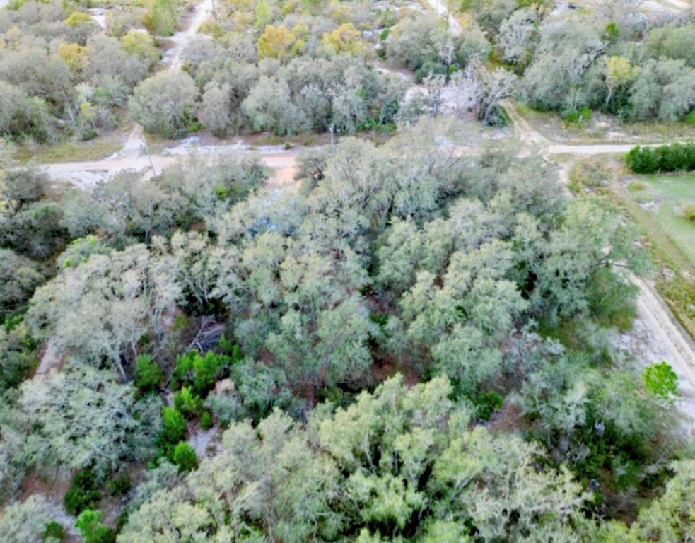 a view of a lush green forest with lots of trees