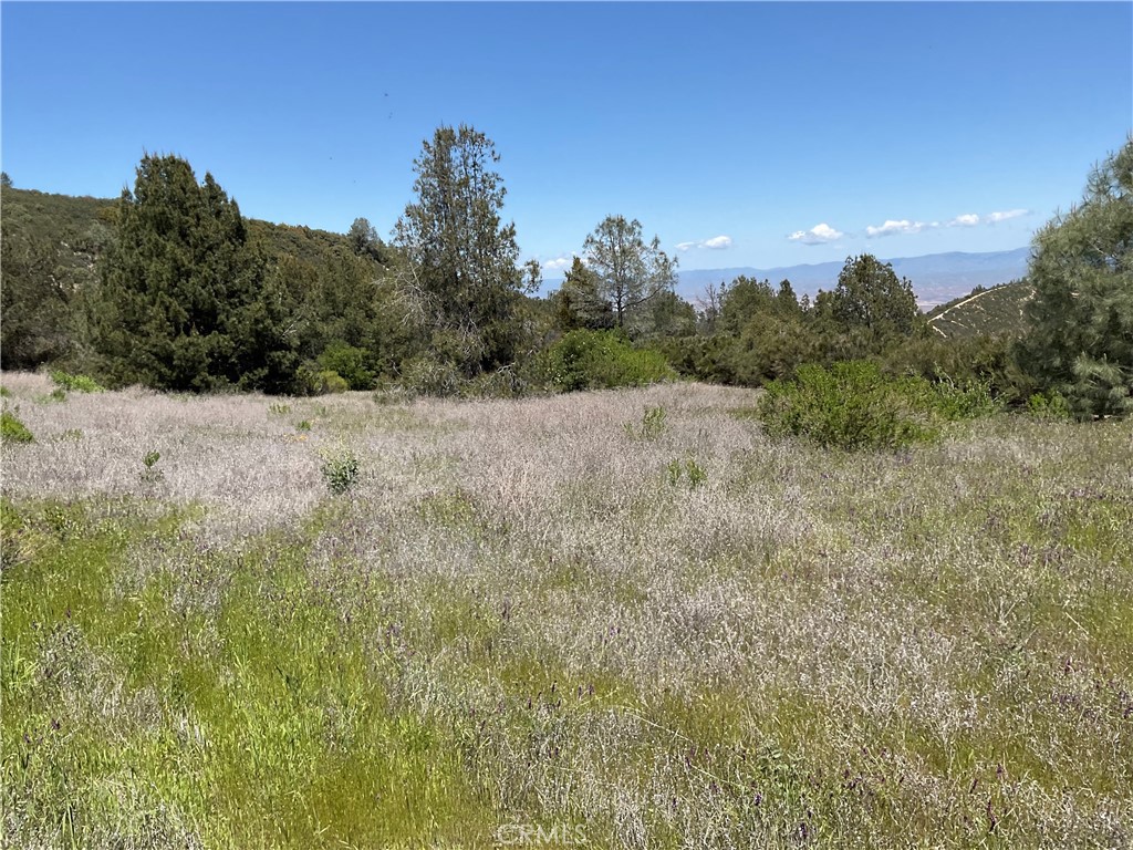 a view of dirt field and trees