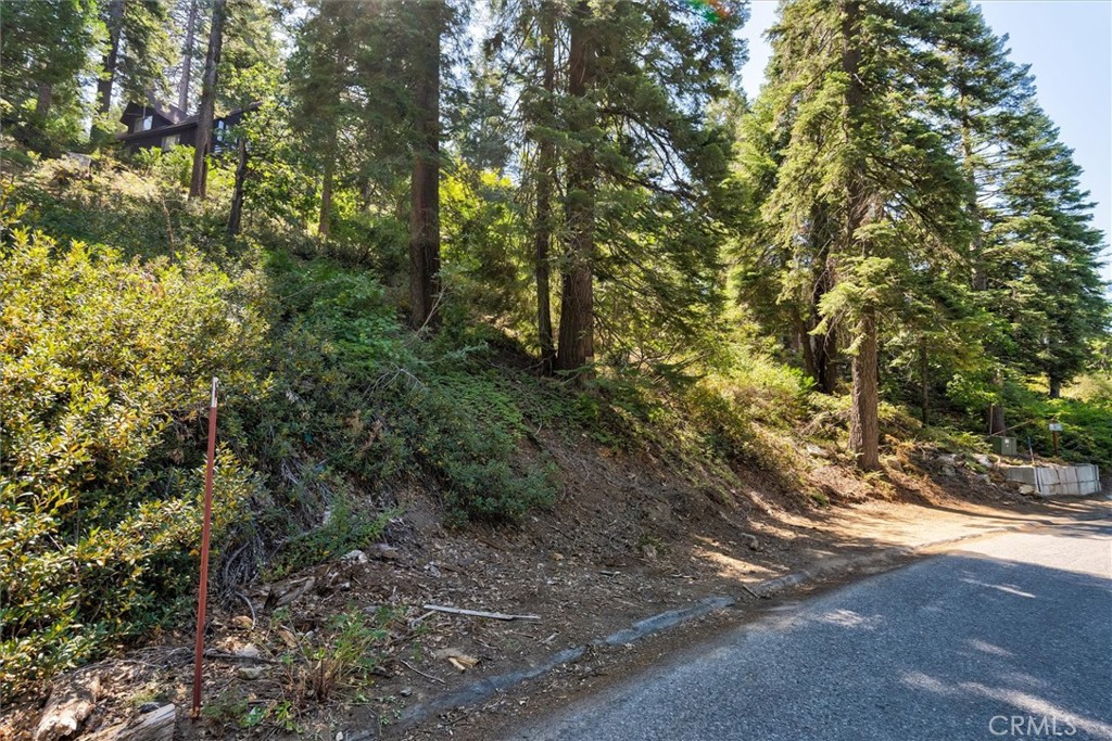 a view of a forest with large trees