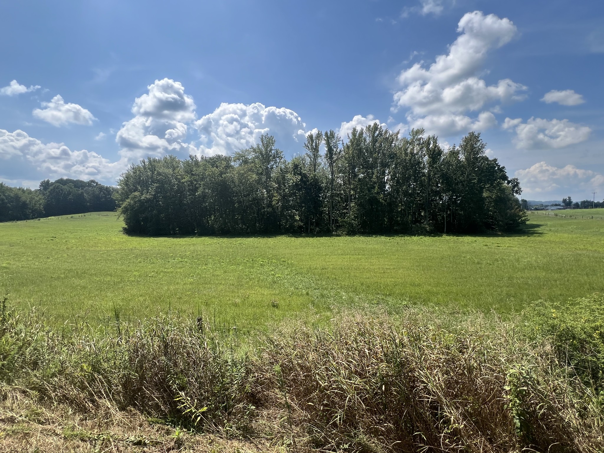 a view of a grassy field with an trees