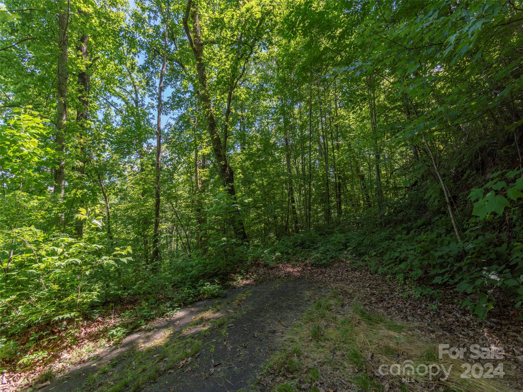 a view of a lush green forest