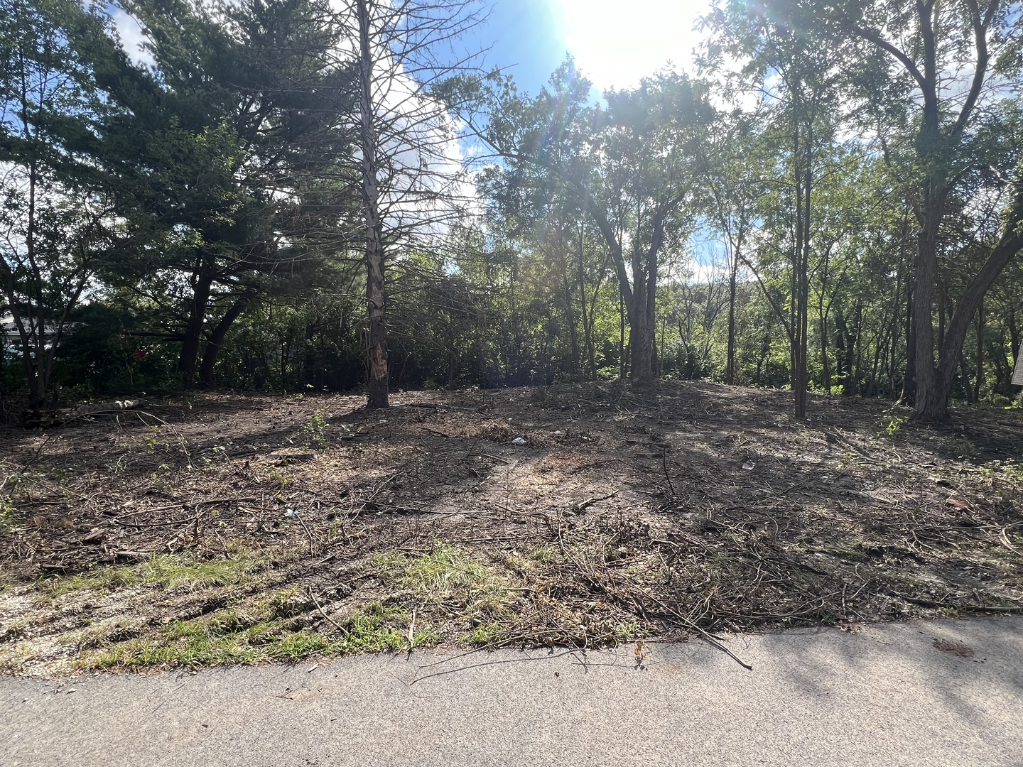 a view of a yard with trees