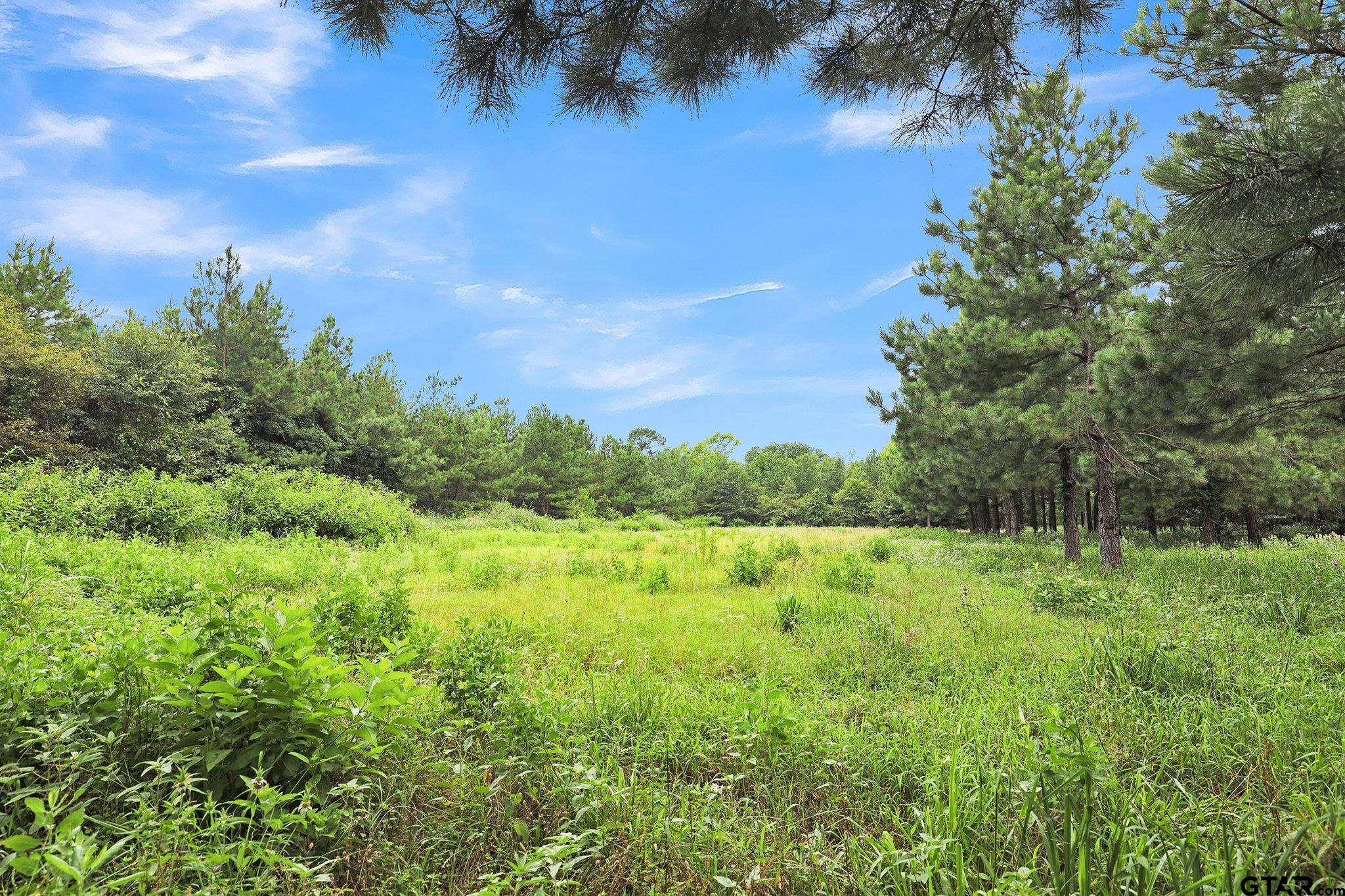 a view of a lush green space