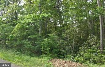 a view of a lush green forest