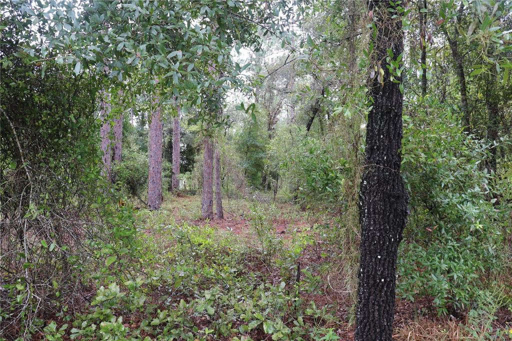 a big yard with lots of green space and trees