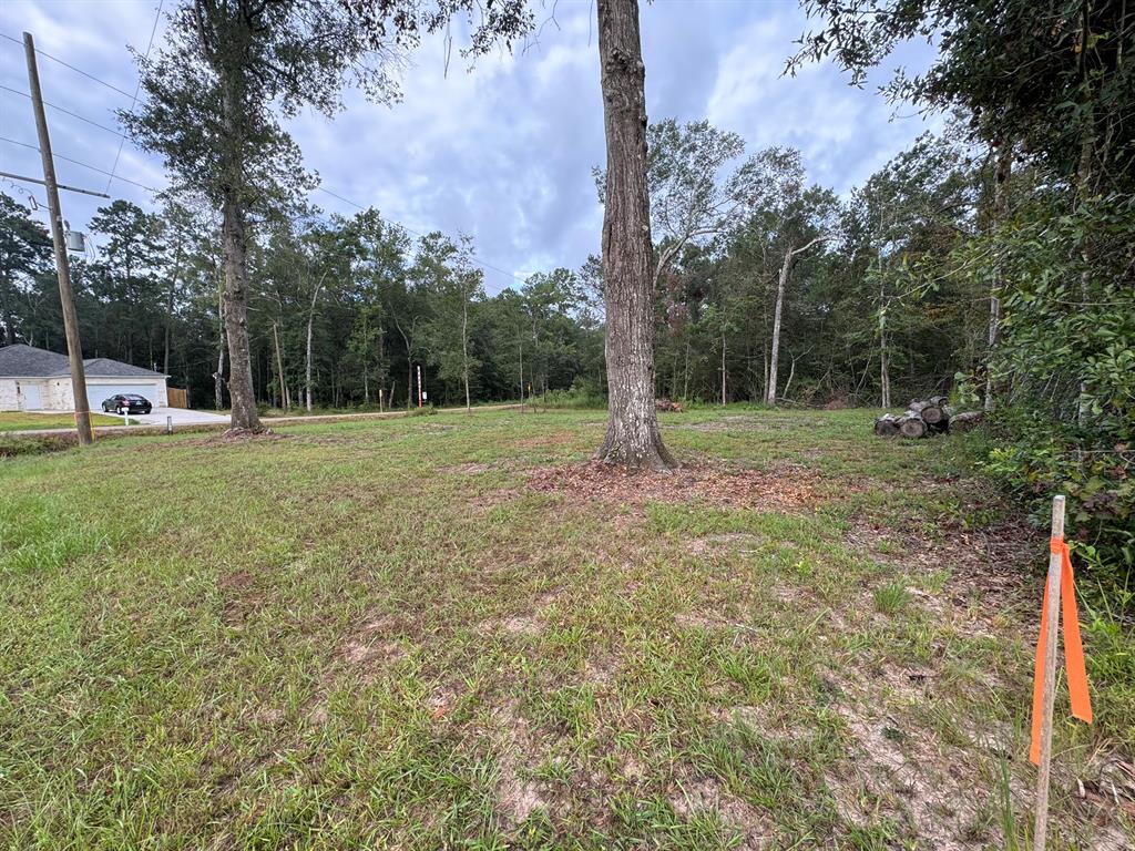 a view of a park with large trees