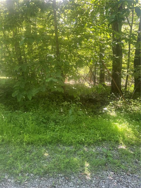 a view of a lush green forest