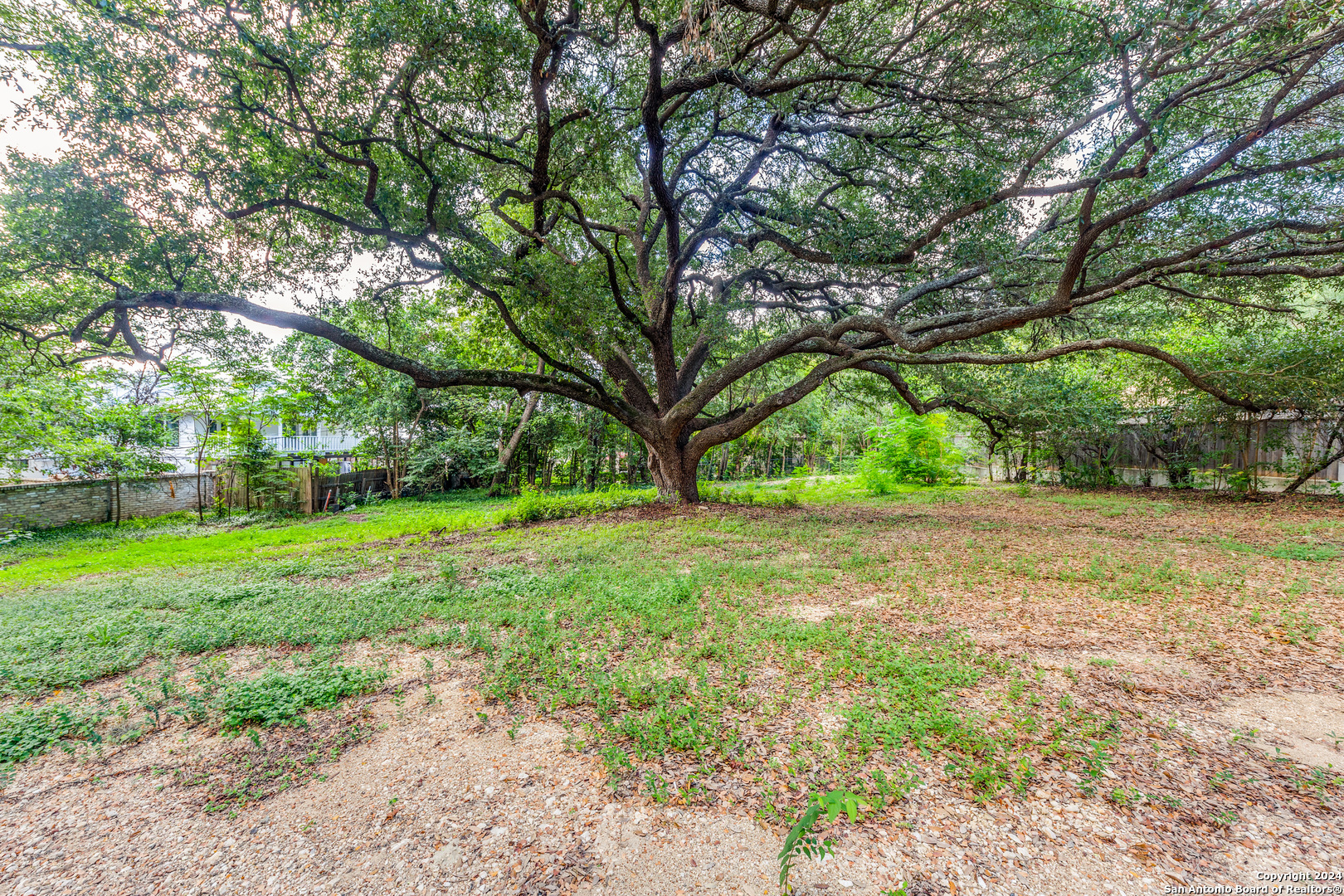 a view of backyard with large trees