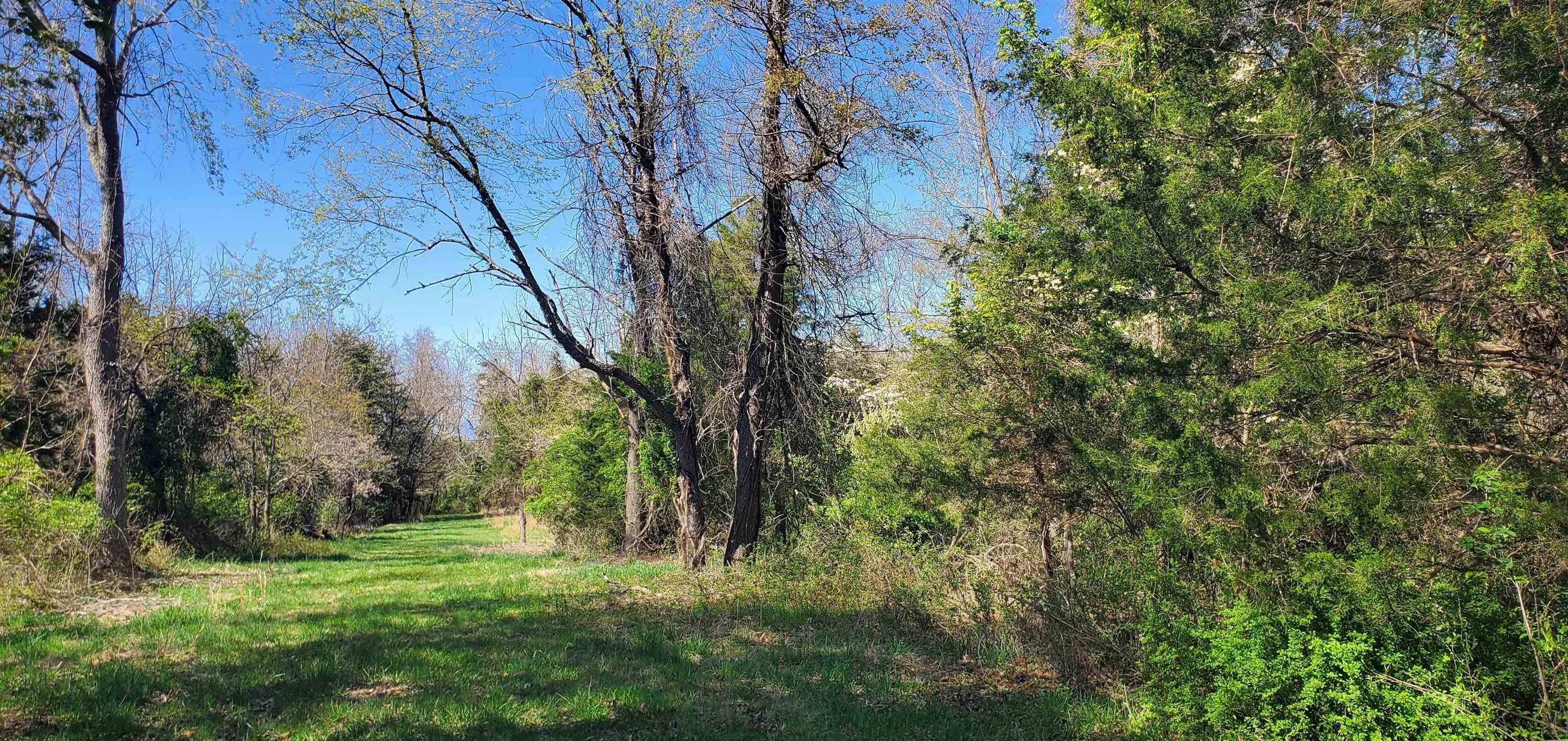 a view of a lush green forest