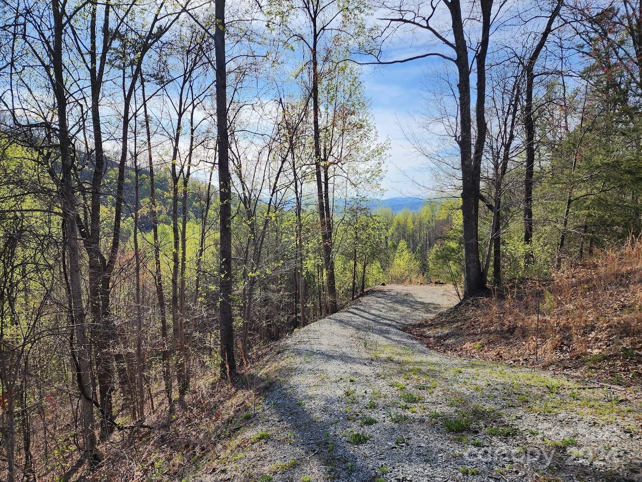 a view of a forest with trees in the background