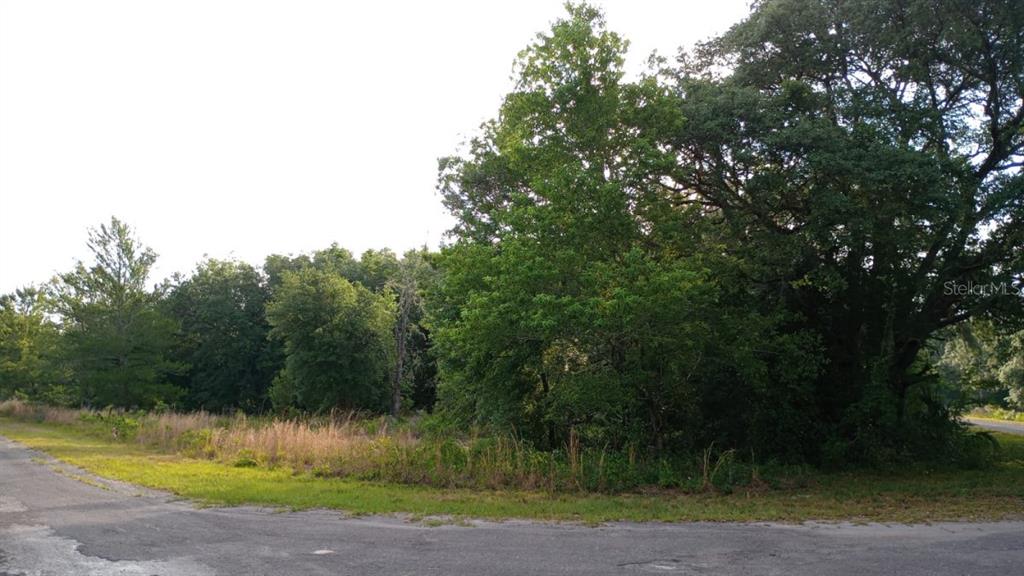 a view of a yard in a house