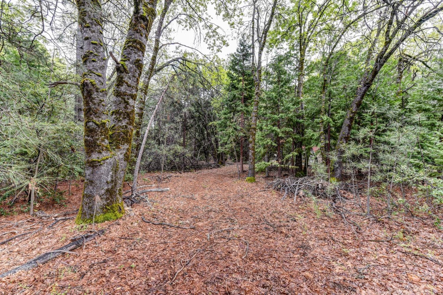 a view of a forest with trees in the background