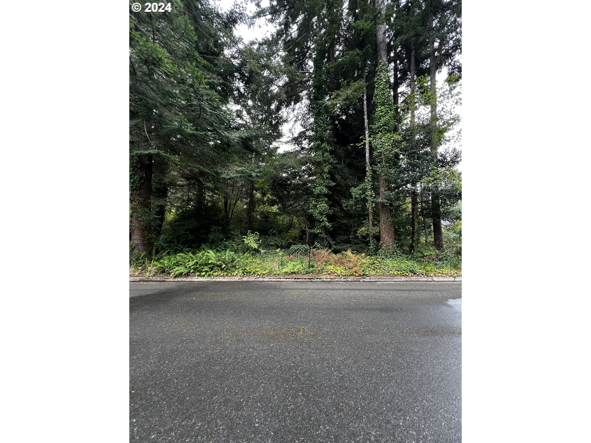 a view of a yard with plants and trees