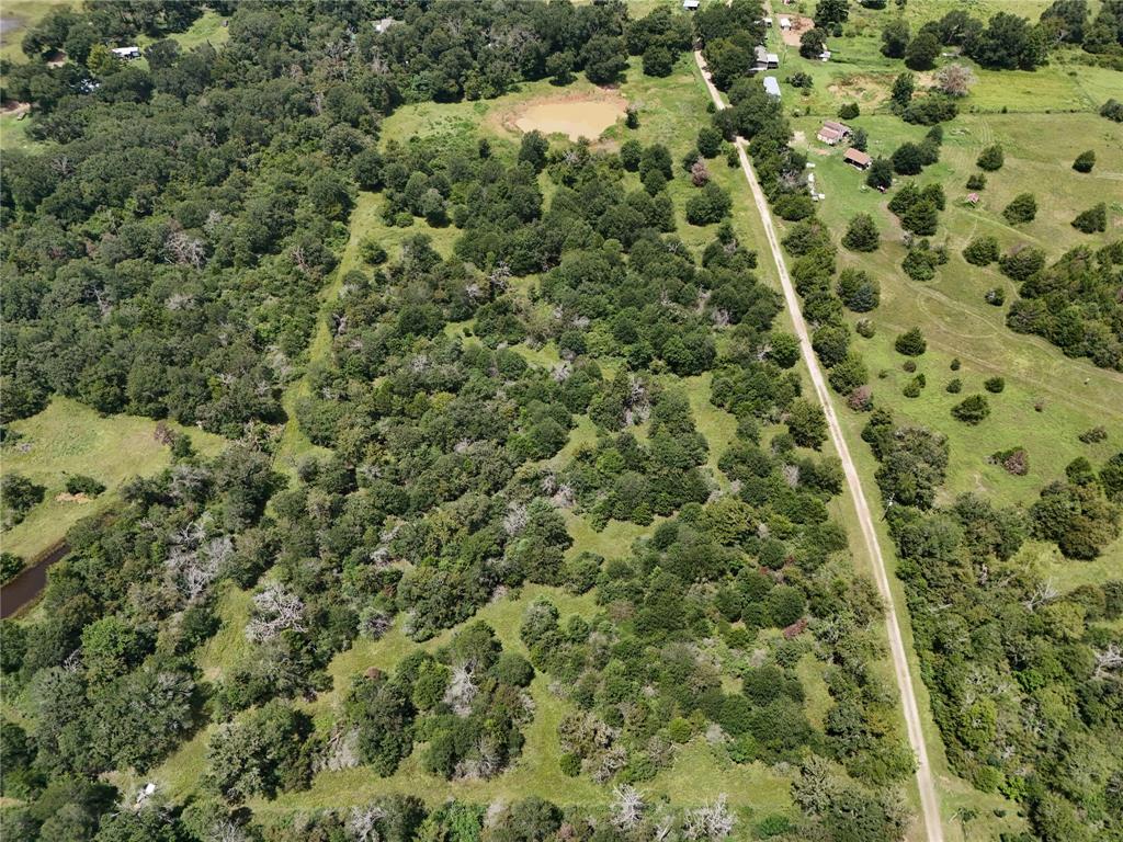 a view of a forest with a tree