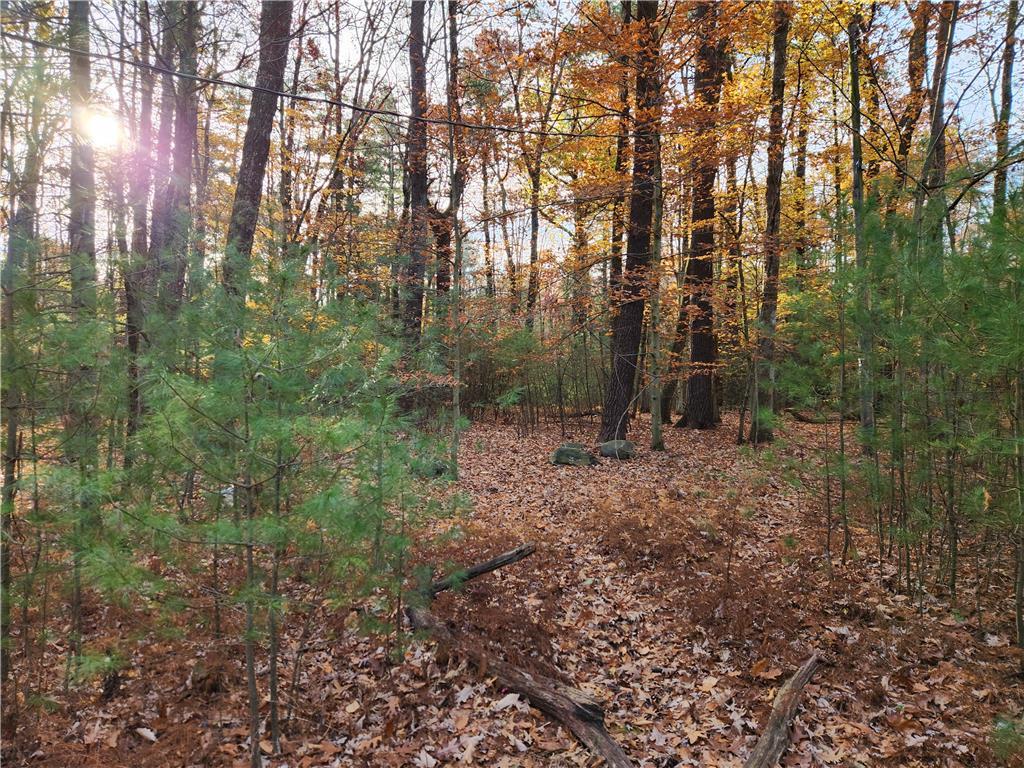 a view of a forest with trees in the background