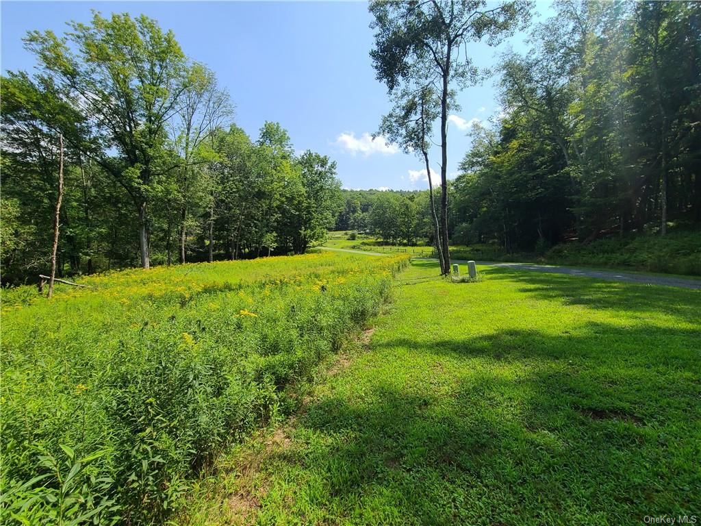 a view of field with tall trees