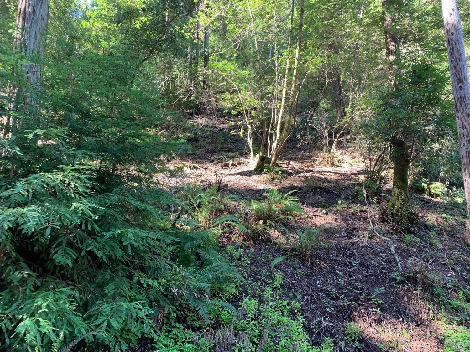 a view of a forest that has large trees