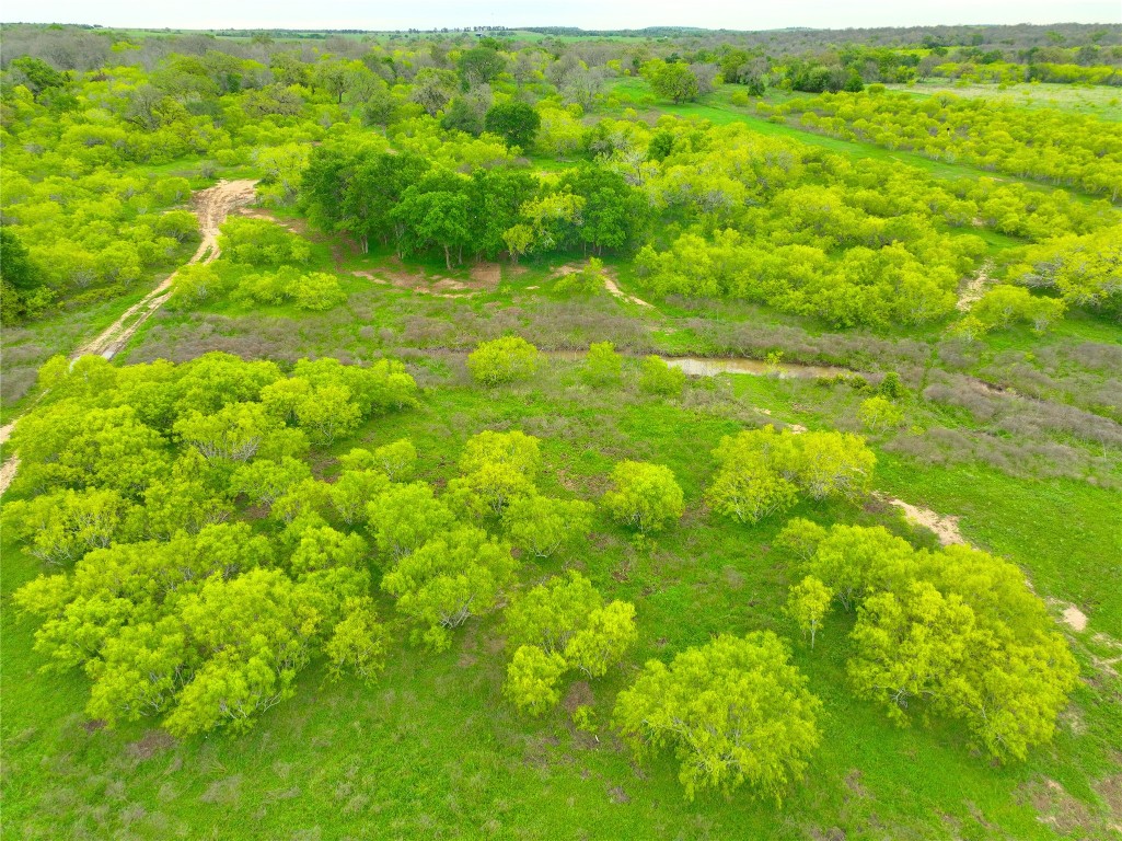 a view of a big yard with lots of trees