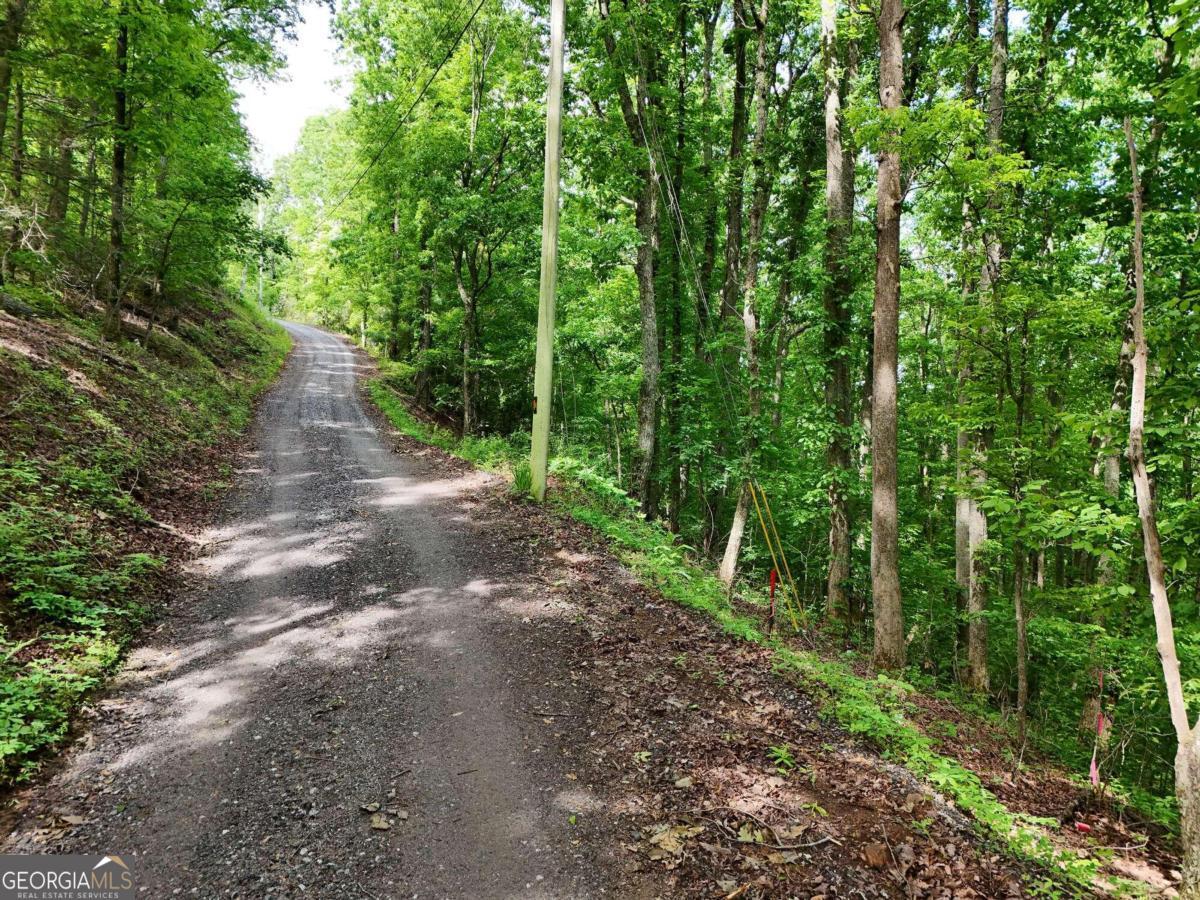 a view of a forest with trees in the background