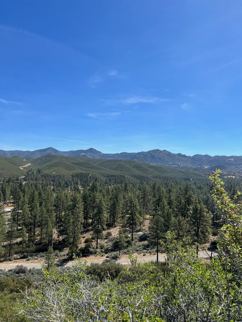 a view of a forest with trees in the background