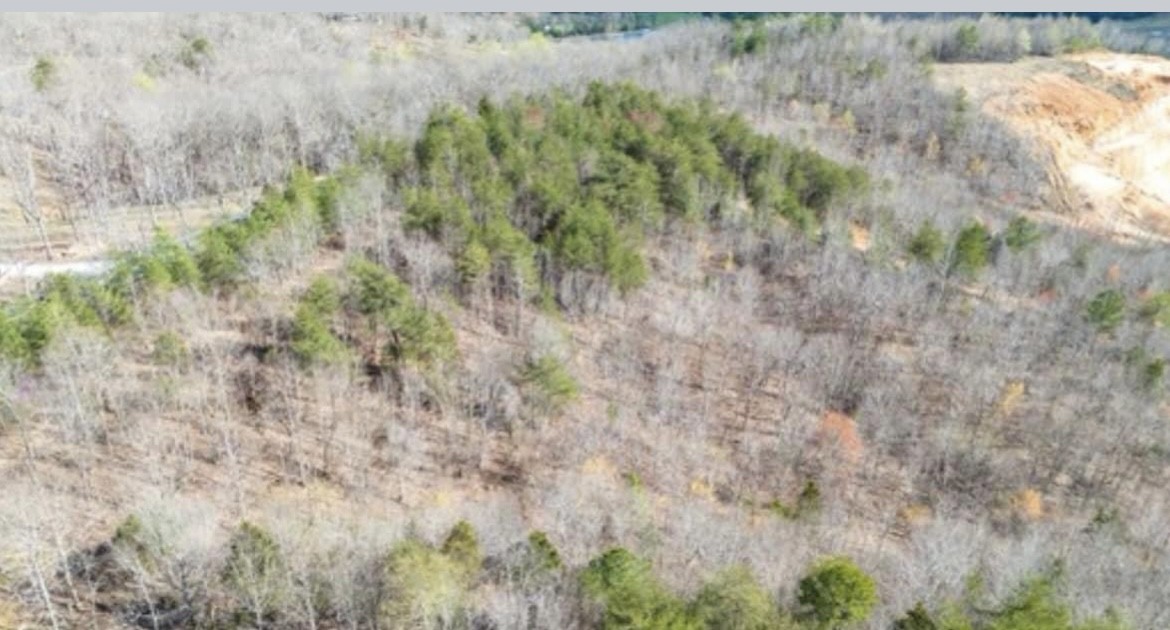 a view of a forest with large trees