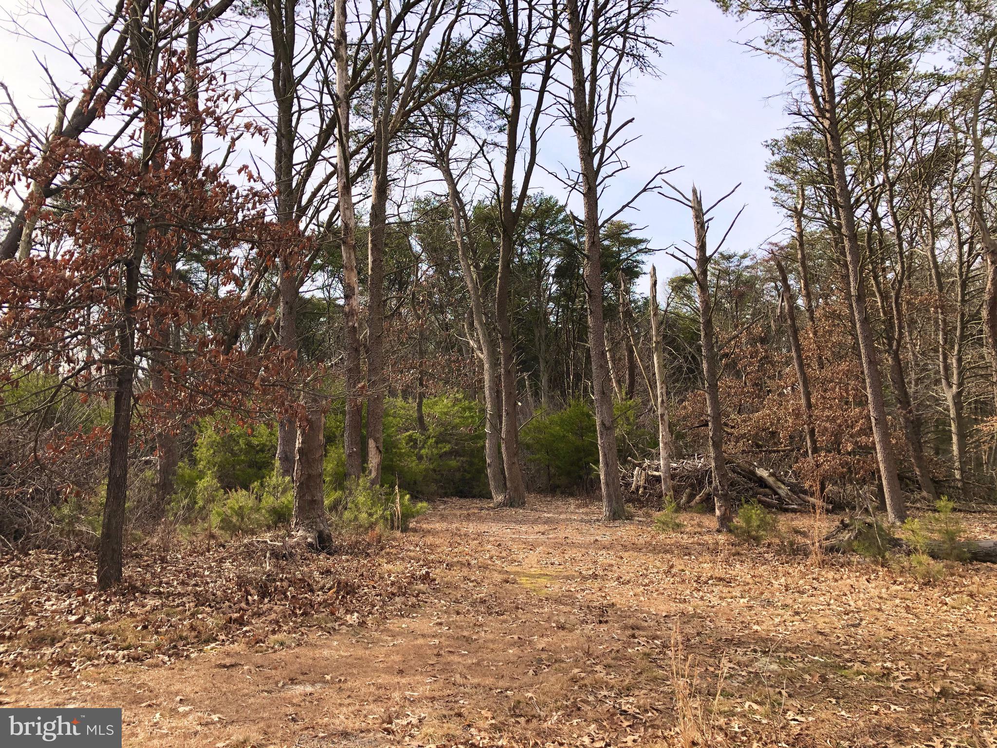 a backyard of a house with lots of trees