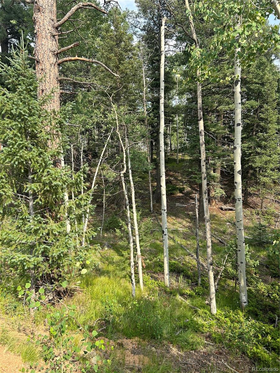 a green field with lots of trees