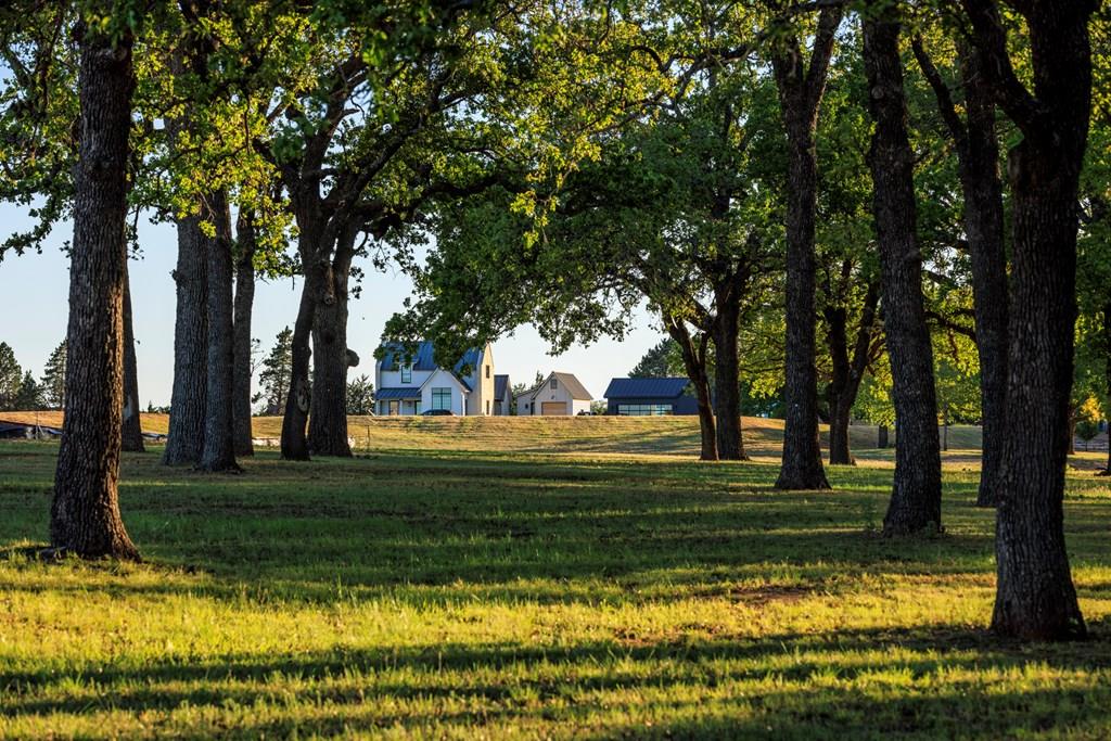 a view of a park with large trees