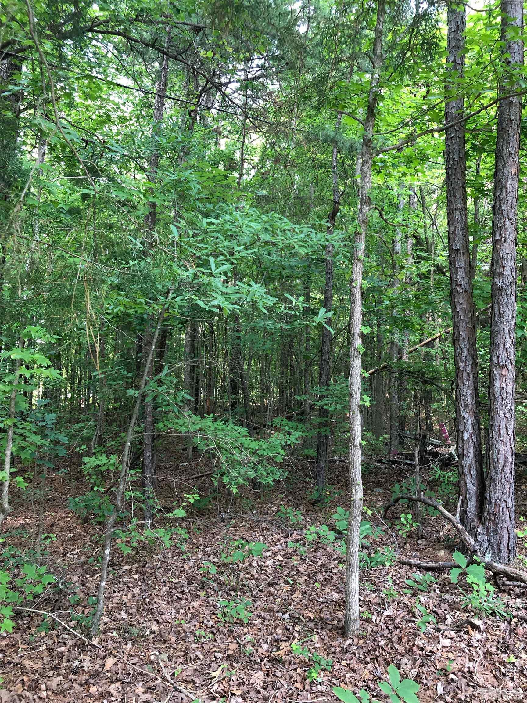 a view of a forest that has large trees