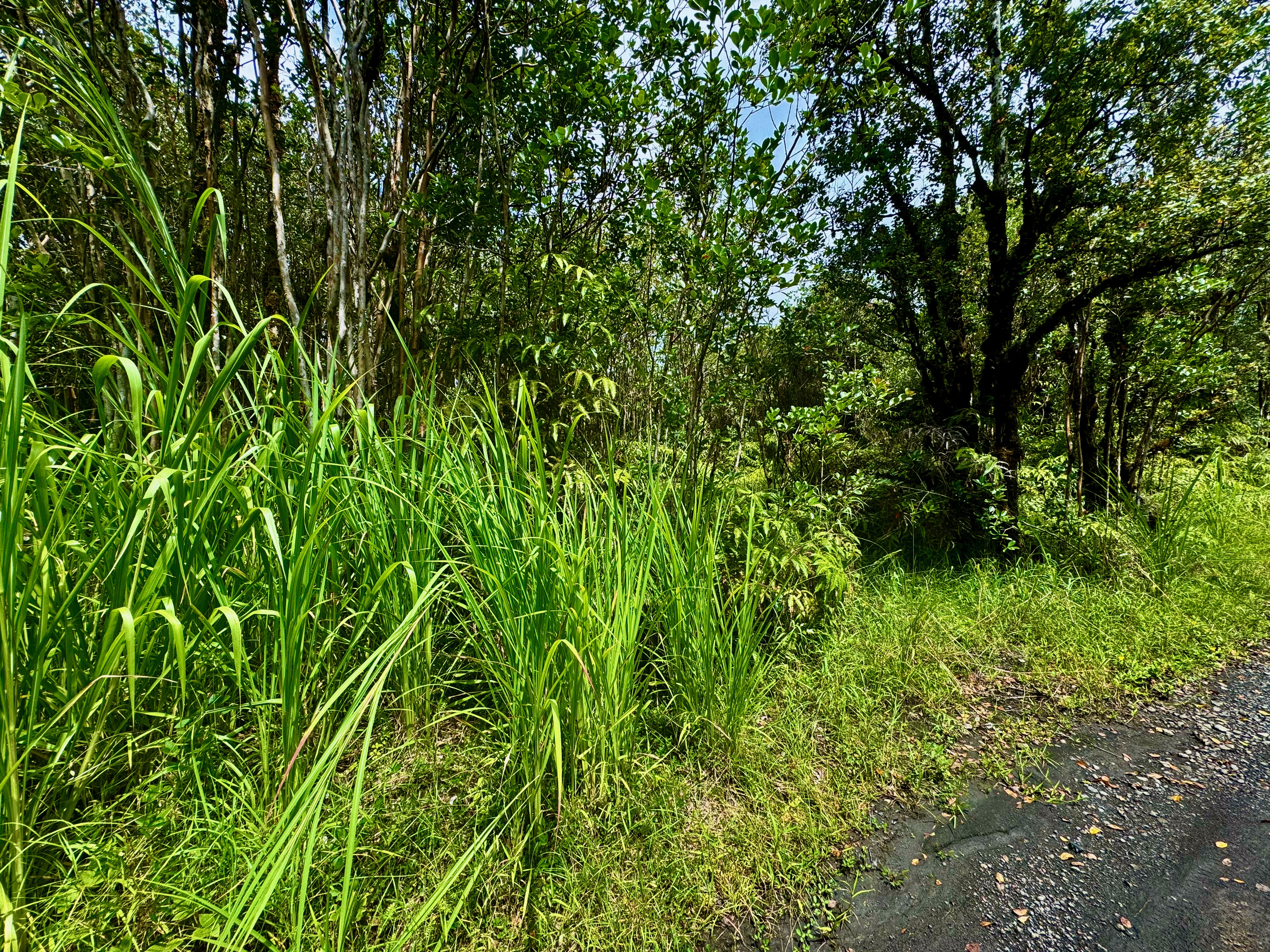 a view of a lush green space