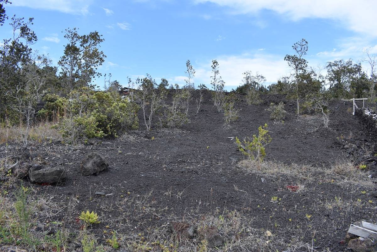 a view of a dry yard with trees