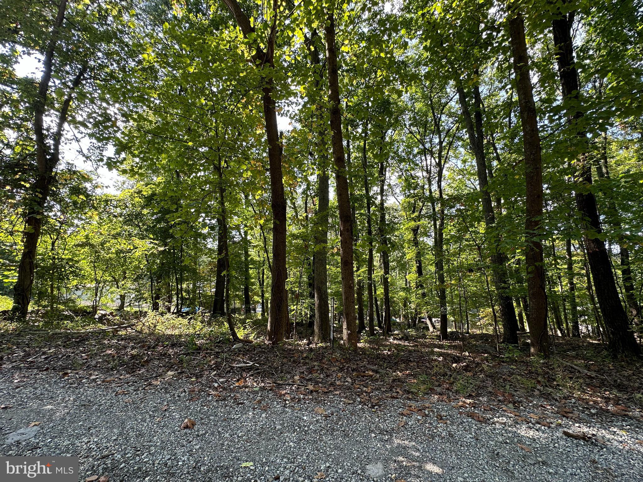 a view of a forest with trees in the background