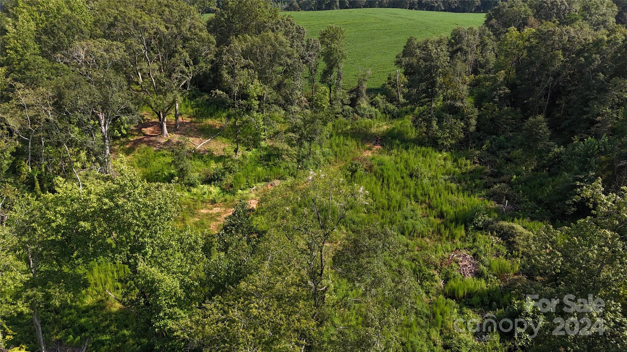 a view of a lush green forest with trees and grass