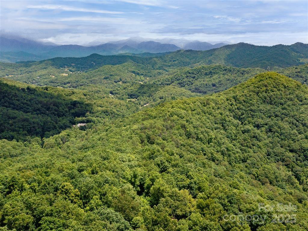 a view of a lush green forest with lush green forest