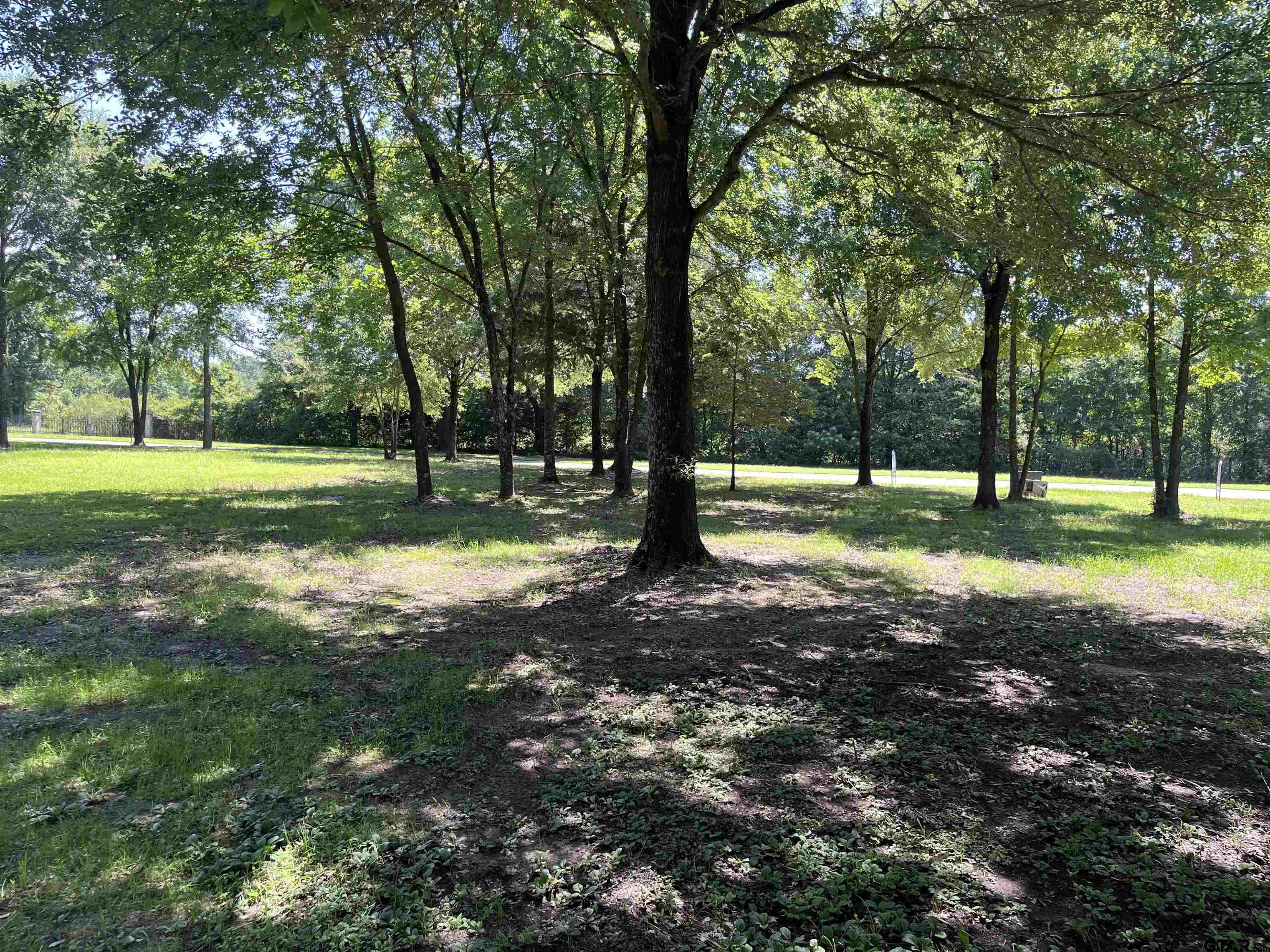 a view of a park with large trees