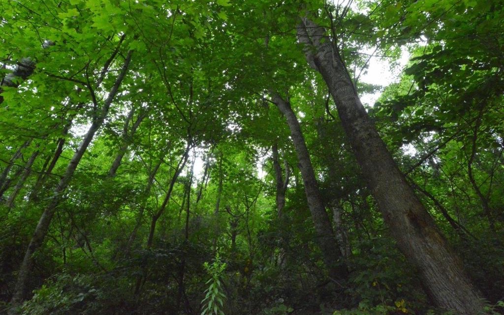 a view of a lush green forest