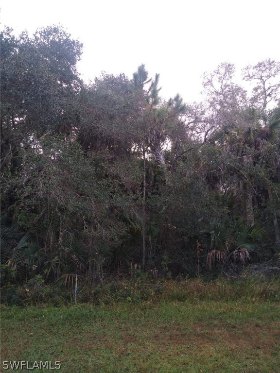 a view of a forest with a tree