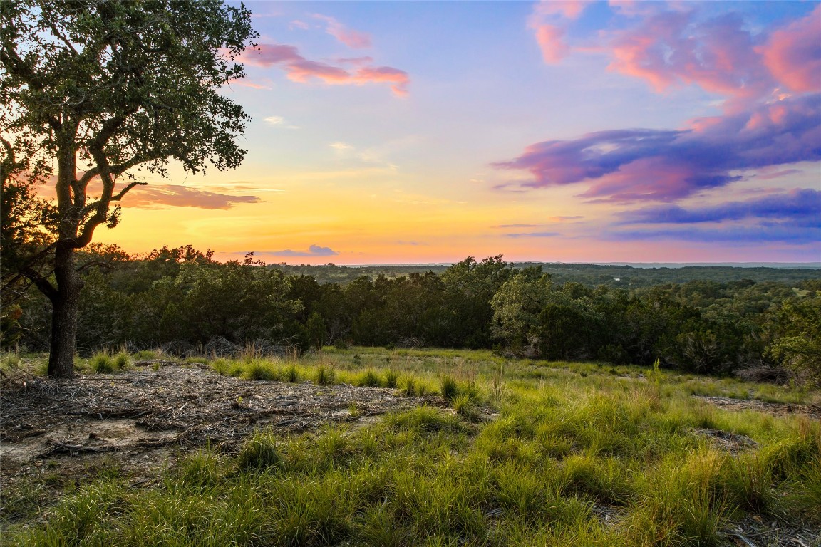 a view of a forest with a tree