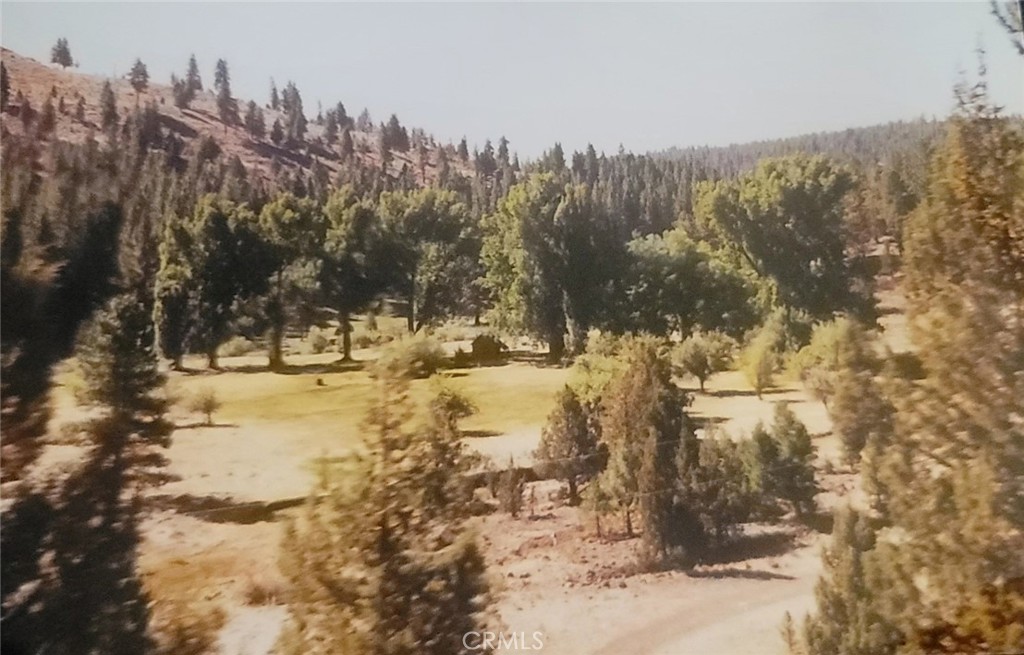 a view of a yard with trees