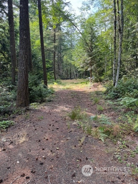 a view of a forest with trees in the background