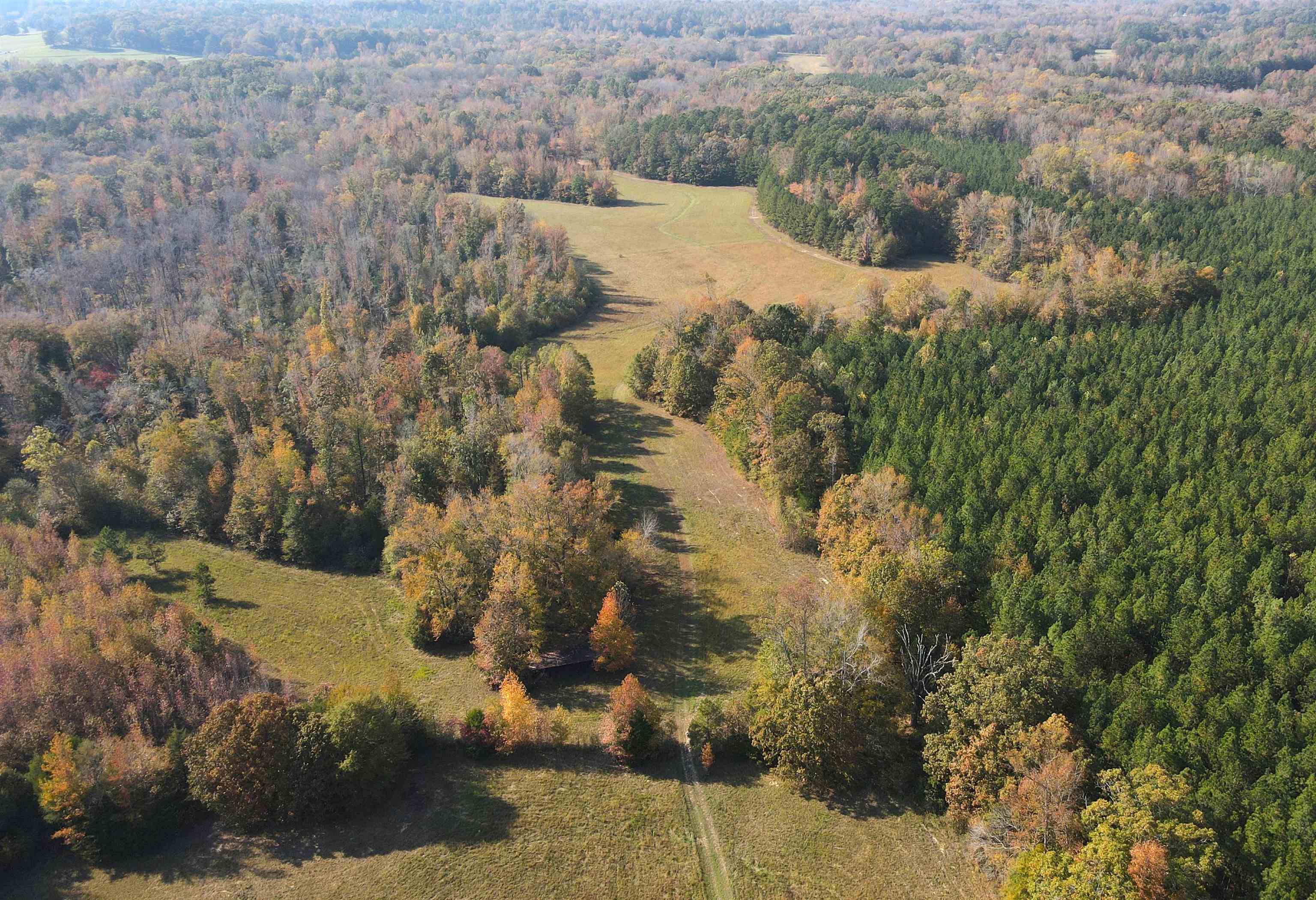 a view of a yard in a forest