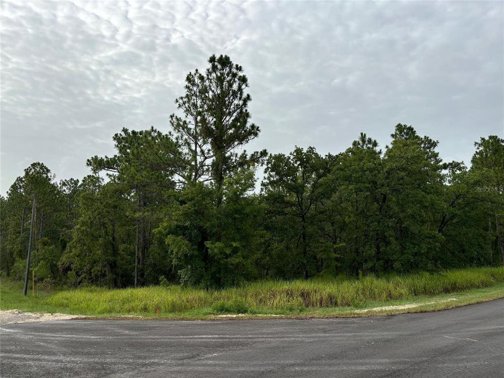 a view of a yard