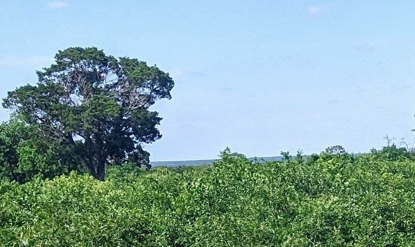 a view of a garden