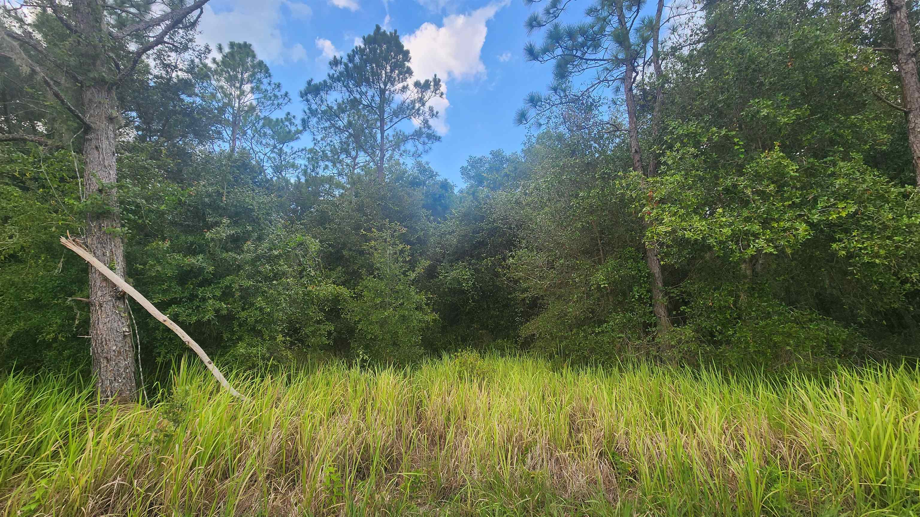 a view of a lush green forest