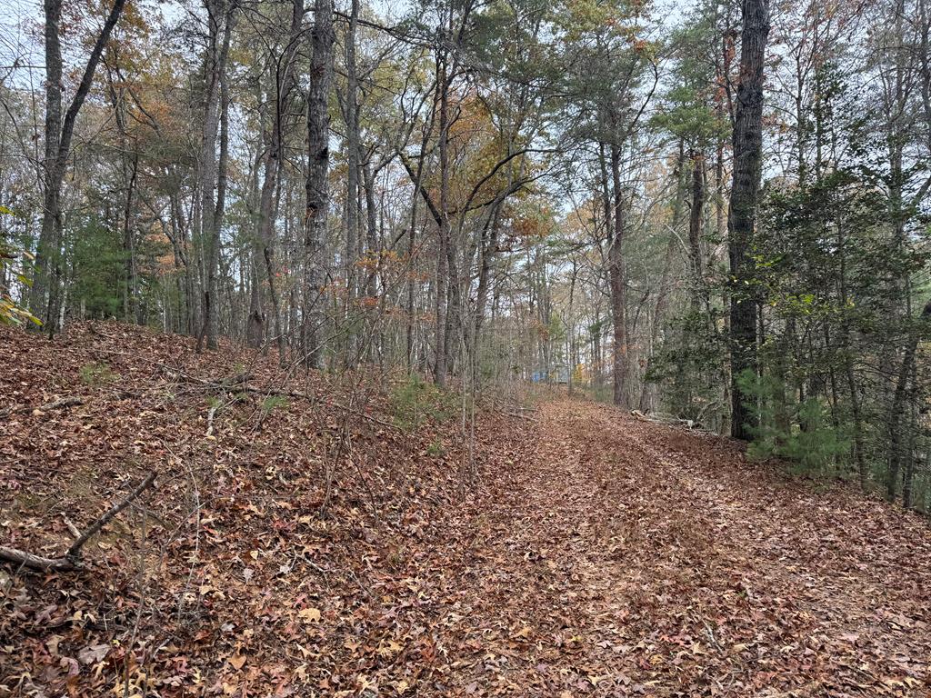 a view of a forest with trees