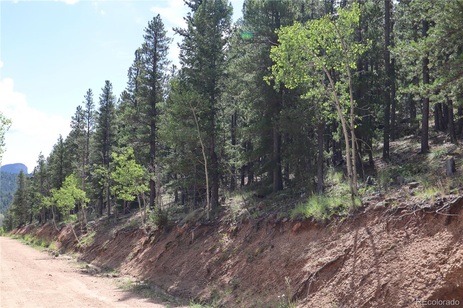 a view of a forest with trees in the background