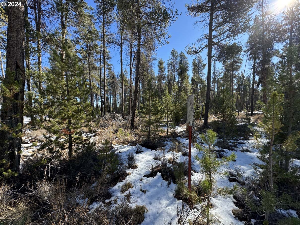 a view of lots of trees