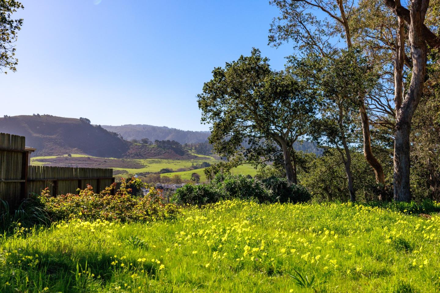 a view of a lush green outdoor space with a mountain in the background