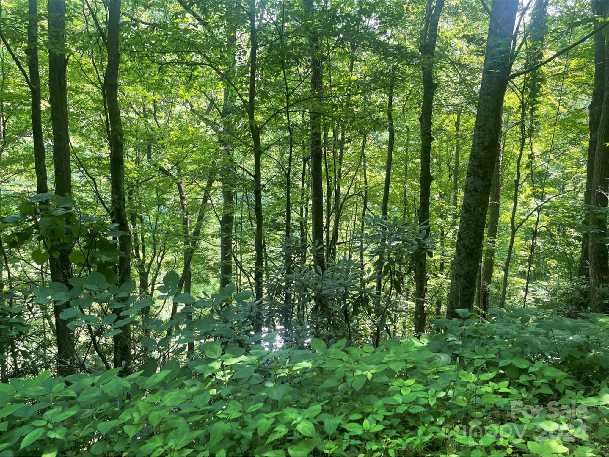 a view of a lush green forest