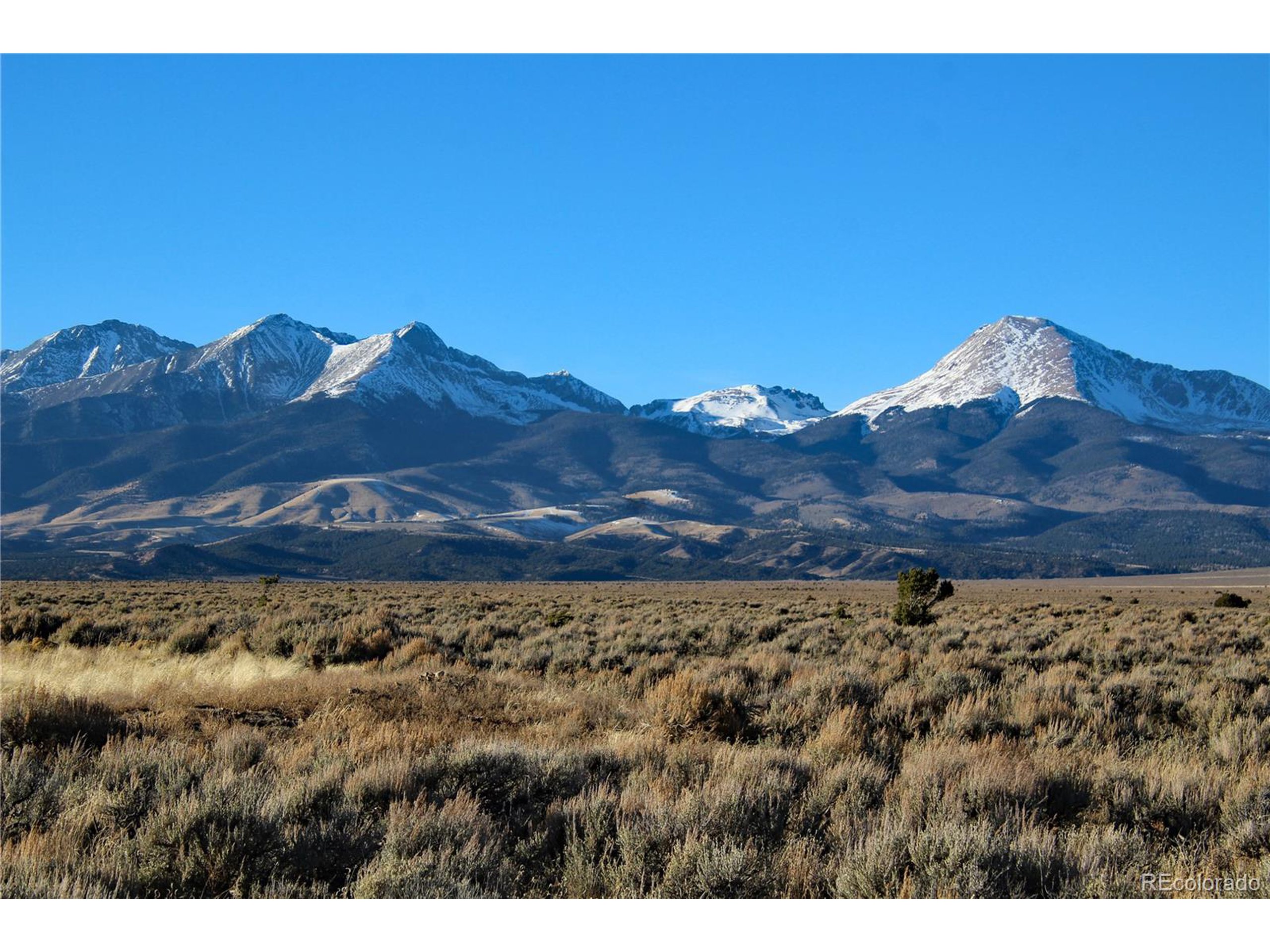 a view of a large tree with a mountain in the background